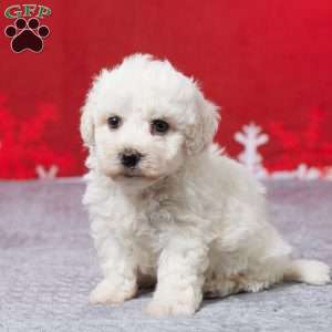 Frank, Bichon Frise Puppy